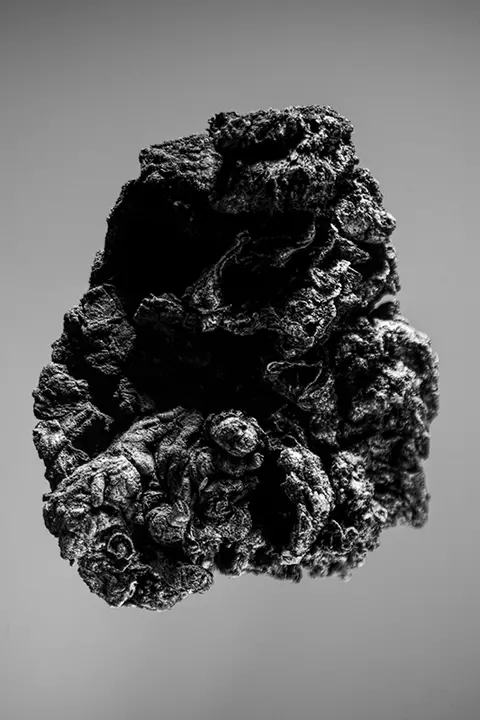 AQUALEX Concept Store Knokke Metamorphoses